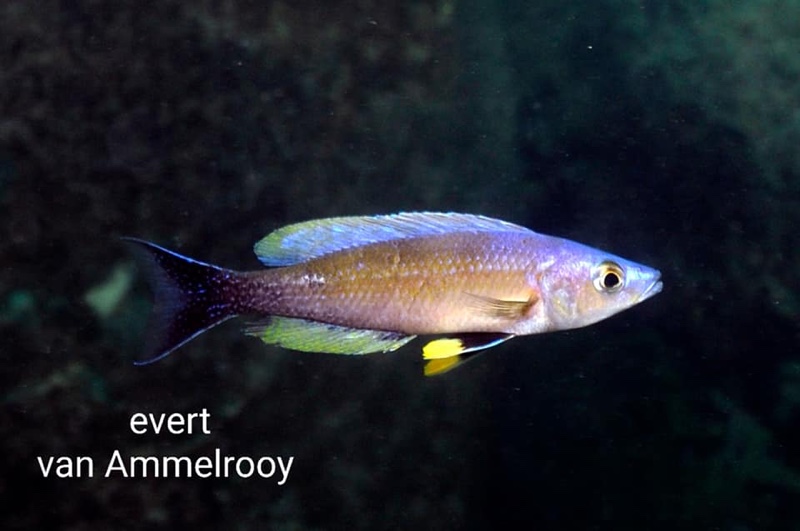 Cyprichromis leptosoma 'Sibwesa'